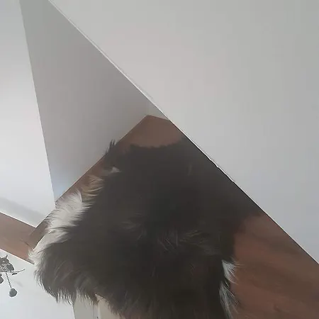 Palisander * Kościelisko