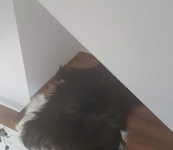 Palisander * Kościelisko